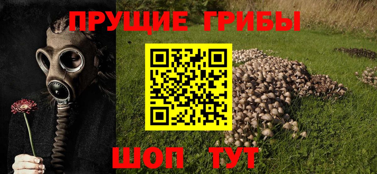 Псилоцибиновые грибы Psilocybine cubensis  Псилоцибиновые грибы GOLDEN TEACHER  Вход с VPN  сколько стоит  Белореченск 